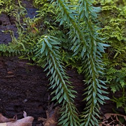 Huperzia lucidula (shining firmoss)